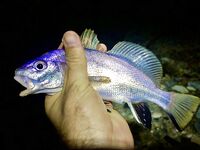 Гагра, 21:00–00:00: отводной с тирольской палочкой, горбыльки и добрый ряд ласкирей