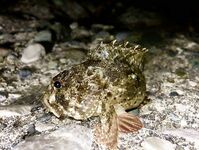 Гагра, 21:00–00:00: отводной с тирольской палочкой, горбыльки и добрый ряд ласкирей