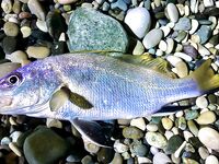 Новая Гагра, ставрида у кромки и карась поглубже: морская рыбалка в Абхазии пошла вразнос