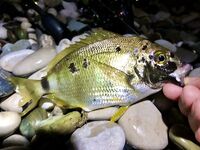 Новая Гагра, ставрида у кромки и карась поглубже: морская рыбалка в Абхазии пошла вразнос