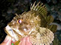 Новая Гагра, ставрида у кромки и карась поглубже: морская рыбалка в Абхазии пошла вразнос