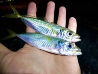 Новая Гагра, ставрида у кромки и карась поглубже: морская рыбалка в Абхазии пошла вразнос