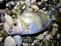 Новая Гагра, ставрида у кромки и карась поглубже: морская рыбалка в Абхазии пошла вразнос