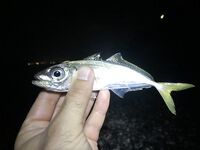 Рыба мечты ночью и облом: визг фрикциона, сход и крючка нет