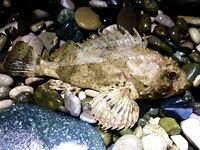 Рыба мечты ночью и облом: визг фрикциона, сход и крючка нет