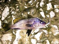 Рыба мечты ночью и облом: визг фрикциона, сход и крючка нет