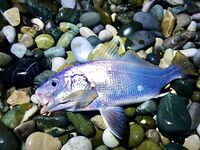 Рыба мечты ночью и облом: визг фрикциона, сход и крючка нет