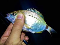 Рыба мечты ночью и облом: визг фрикциона, сход и крючка нет