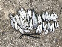 Пятьдесят луфарей за сессию: после шторма рыба дорогу не забыла