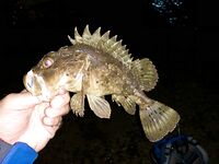 Сочи против Абхазии: ночи до двух и одна утрянка — горбыля нет