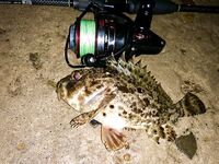 Сочи против Абхазии: ночи до двух и одна утрянка — горбыля нет