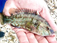 Сочи против Абхазии: ночи до двух и одна утрянка — горбыля нет