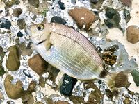 Сочи против Абхазии: ночи до двух и одна утрянка — горбыля нет