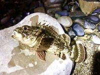 Сочи против Абхазии: ночи до двух и одна утрянка — горбыля нет