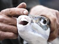 Про ставки и крючки: фугу кусает, луфарик режет — но не как ножницы