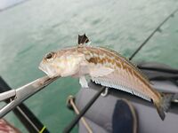 Вышел в море по месту: ветер крутил, ставрида мелкими косяками