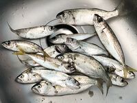 Утренний выход: ставрида укрупнилась, луфарь мельчает