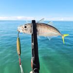 Утренний выход: ставрида укрупнилась, луфарь мельчает