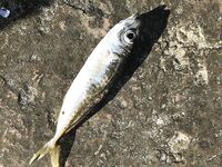 Сочи, после непогоды: ставридка до дождей, потом крабик и барабулька