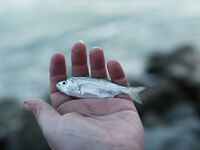 Небуг, волна и грязь: бомбарда по ставриде, скорпена подвела