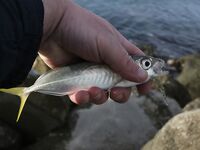 Небуг, волна и грязь: бомбарда по ставриде, скорпена подвела