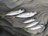 Небуг, волна и грязь: бомбарда по ставриде, скорпена подвела