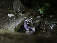 Небуг, волна и грязь: бомбарда по ставриде, скорпена подвела