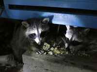 Небуг, волна и грязь: бомбарда по ставриде, скорпена подвела