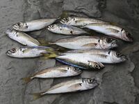 Небуг, волна и грязь: бомбарда по ставриде, скорпена подвела