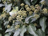 Небуг, волна и грязь: бомбарда по ставриде, скорпена подвела