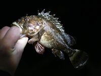 Небуг, волна и грязь: бомбарда по ставриде, скорпена подвела