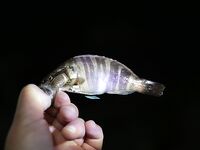 Небуг, волна и грязь: бомбарда по ставриде, скорпена подвела