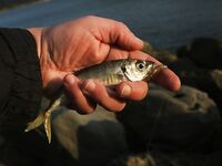 Небуг, волна и грязь: бомбарда по ставриде, скорпена подвела