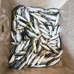 С лодки по ставриде: размер скромный, луфаря не встретил