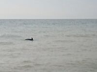 Буны и дельфины у берега: бомбарда молчит, барабулька и мелкий карась