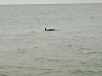 Буны и дельфины у берега: бомбарда молчит, барабулька и мелкий карась