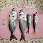 Семейный выезд и пилькер 3,5 г: ветер поднял волну — продолжу с утра