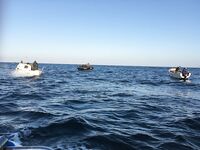 Севастополь: флотилии лодок, луфарь стеной, самодуры и «селёдочная» проводка рулят