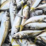 Микроджиг после луфаря: возвращение к прутам и ставрида шла стабильно