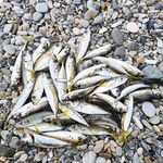 Микроджиг после луфаря: возвращение к прутам и ставрида шла стабильно