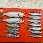 Море шикарное, клёв средний: держу темп и меняю горизонты по выходам