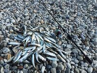 Весенний берег — белый кан, знакомые лица, сейчас подсел на лодочные пилькеры