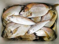 С лодки на стики и пилькеры с сушёным нереисом: 2–3 кг карася и смарида