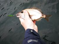 С лодки на стики и пилькеры с сушёным нереисом: 2–3 кг карася и смарида