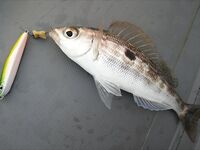 С лодки на стики и пилькеры с сушёным нереисом: 2–3 кг карася и смарида