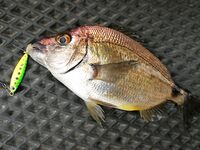 С лодки на стики и пилькеры с сушёным нереисом: 2–3 кг карася и смарида