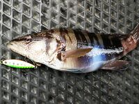 С лодки на стики и пилькеры с сушёным нереисом: 2–3 кг карася и смарида