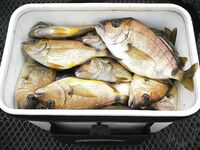 Свал 4→7 м: отборный карась на маракуйю, сход горбыля у лодки — крючок не выдержал