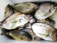 Штиль, лодка и дорадо на гриле: карась вялый, медузы под бортом