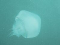 Штиль, лодка и дорадо на гриле: карась вялый, медузы под бортом